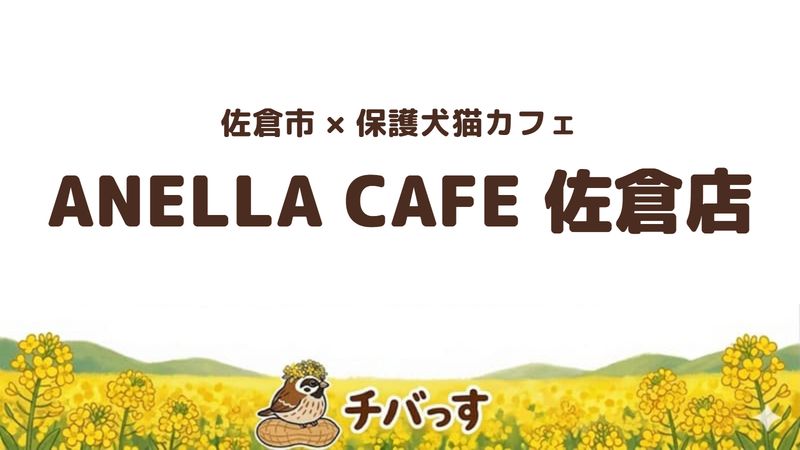 佐倉市大崎台の保護犬猫ふれあいカフェ「ANELLA CAFE 佐倉店」の口コミ・評判記事のアイキャッチ。里親を待つ犬と猫にふれあえる店